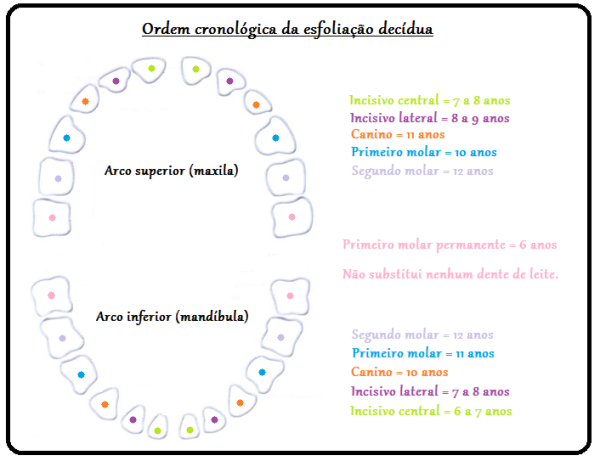 Qual é a diferença entre o dente de leite e o Palmeiras? - Charada e  Resposta - Geniol